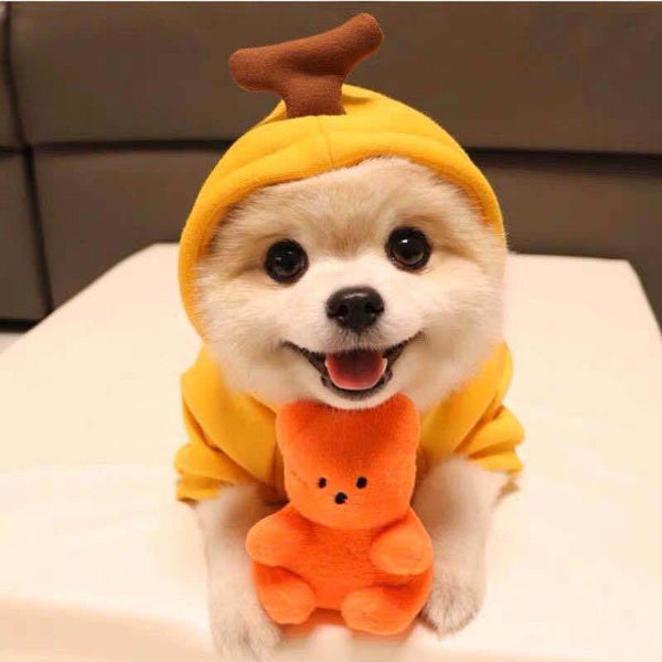 Dog Cute Clothing